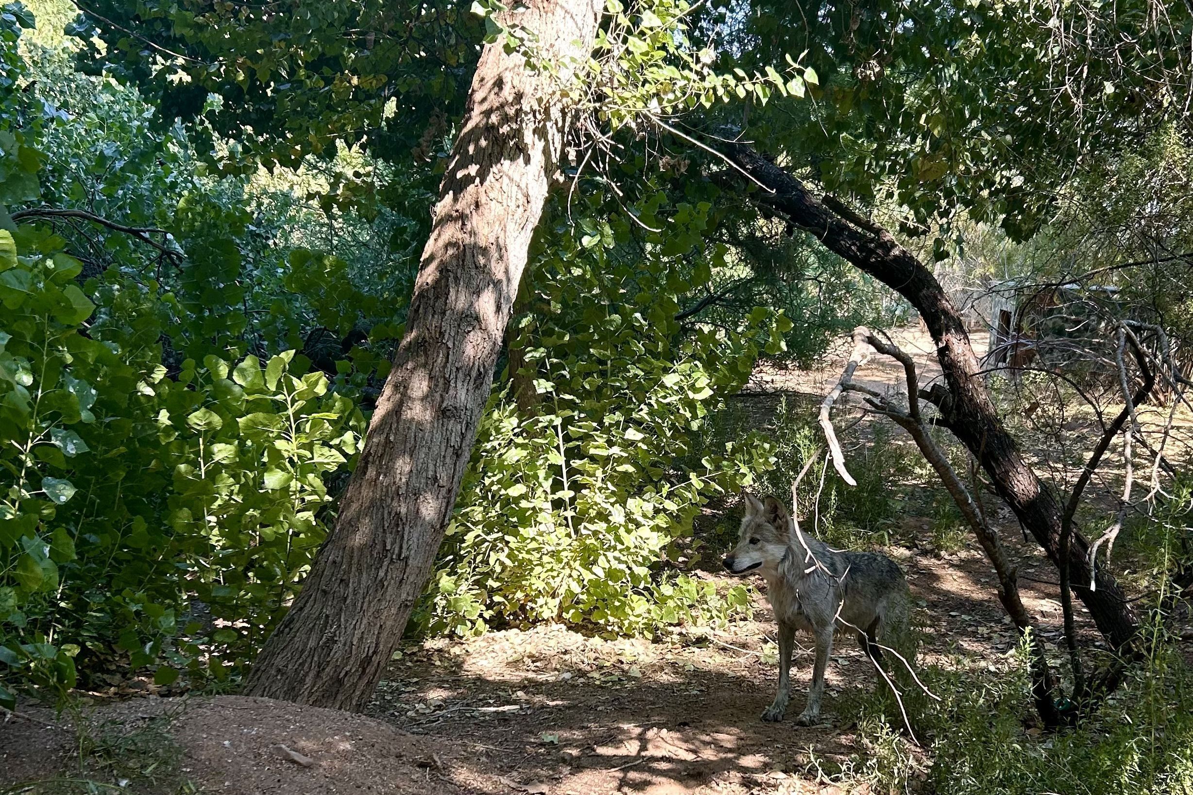 M942 Himuti Mexican gray wolf by Robin Silver Southwest Wildlife