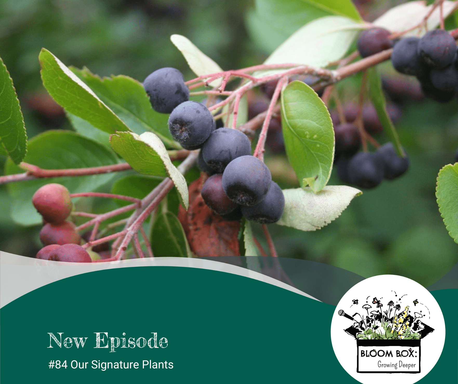 #84: Our Signature Plants