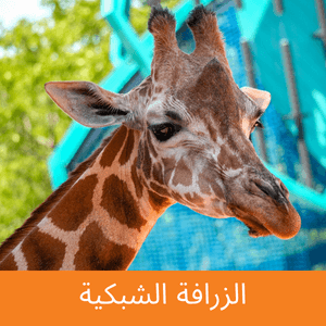 Reticulated Giraffe