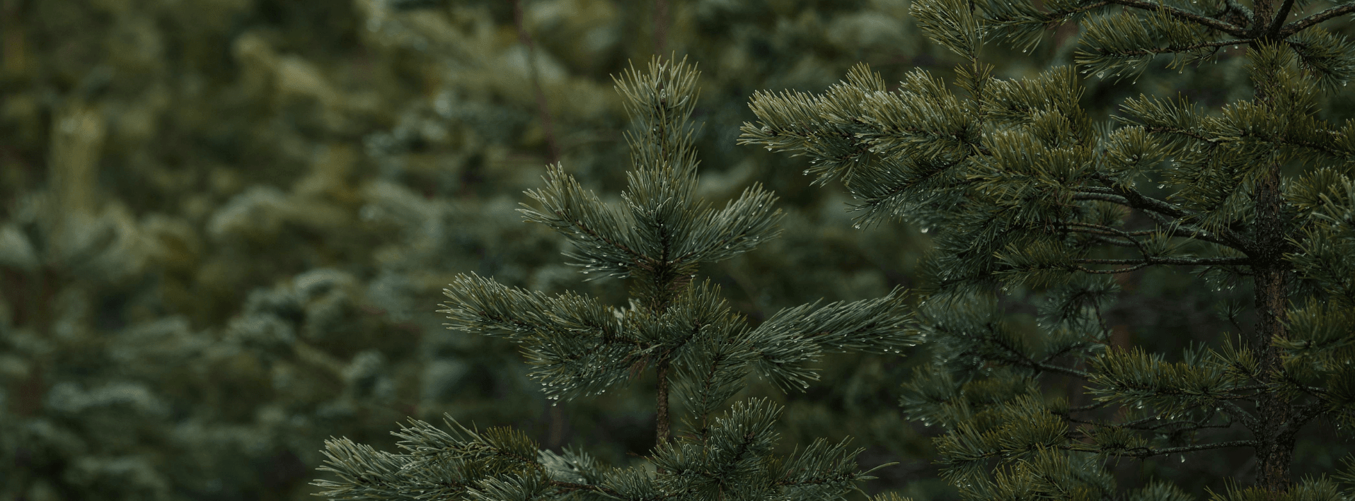 DCCF 2025 Annual Report