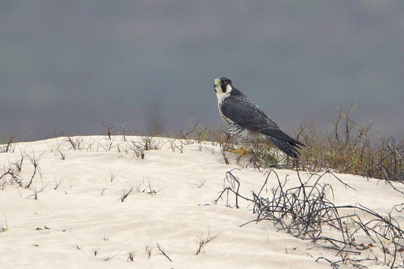 Peregrine Falcon