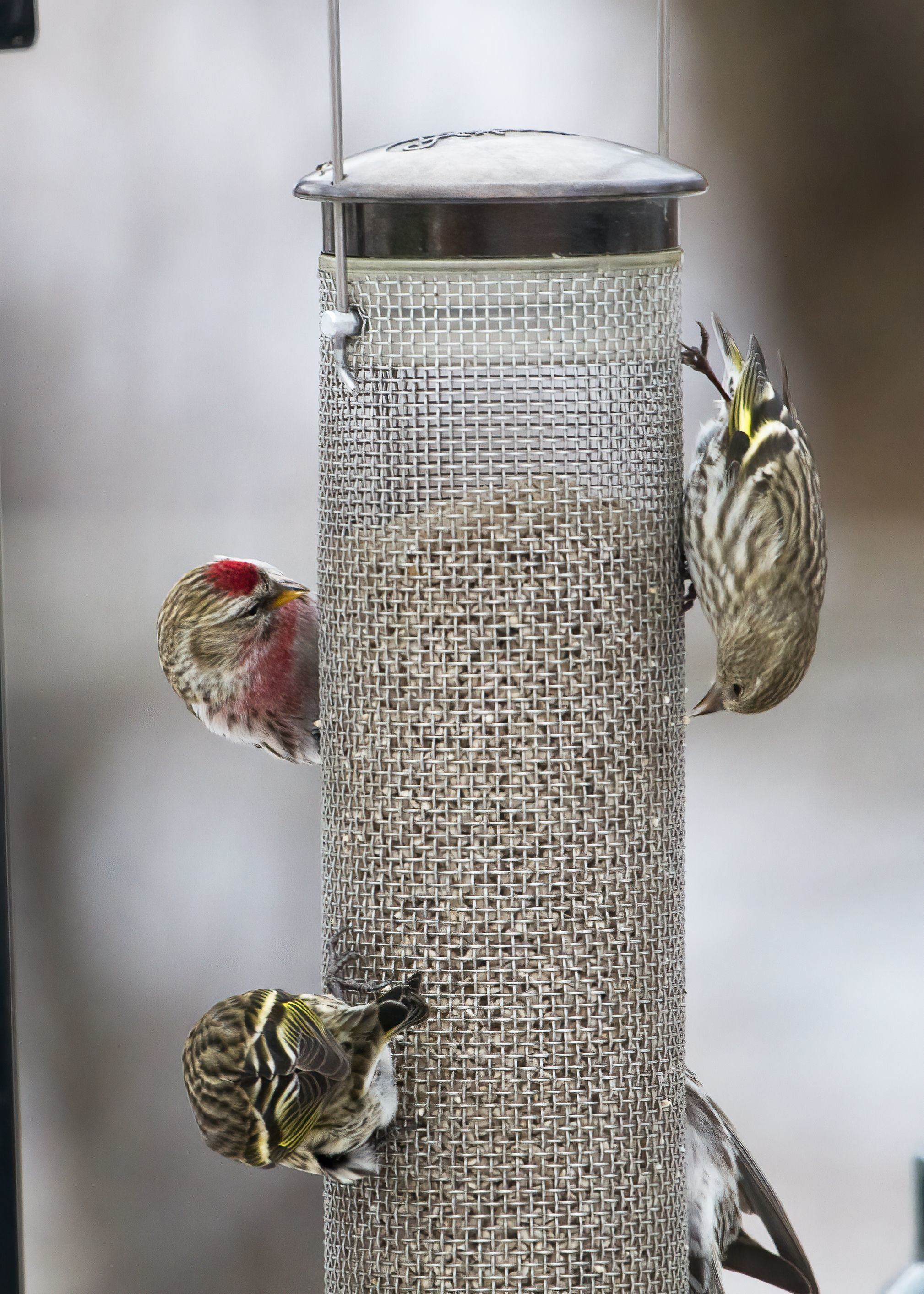 Avian flu is back; keep birds healthy with clean feeders