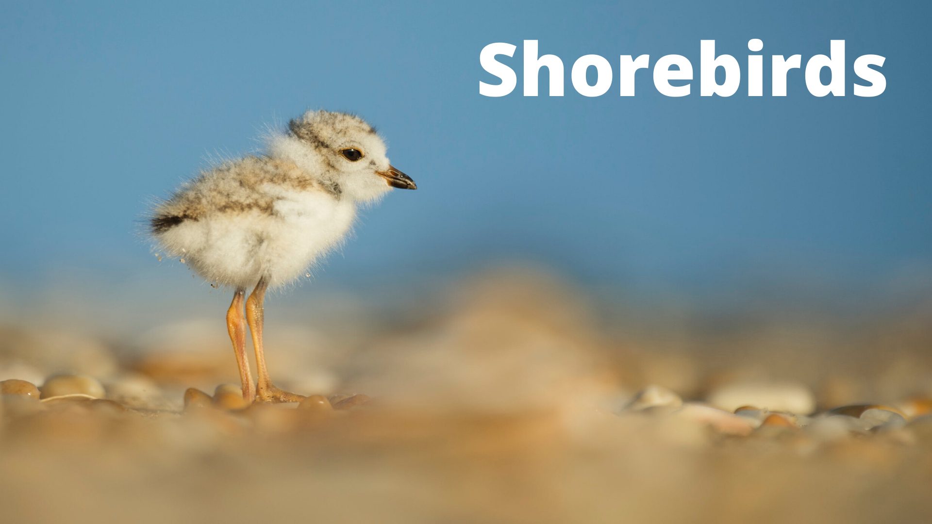 Audubon at Home: Shorebirds