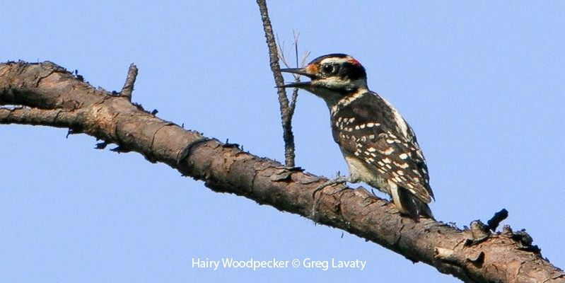 Hairy Woodpecker