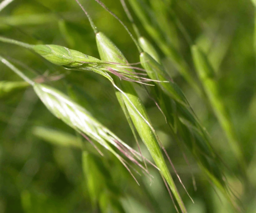 Japanese Brome