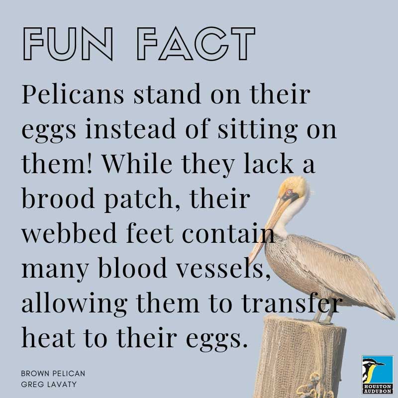 Brown Pelican Fun Fact