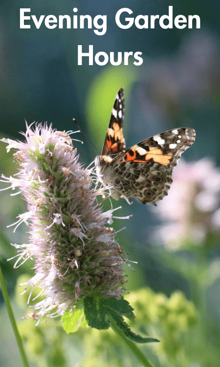 Celebrate Pollinator Week with us!
