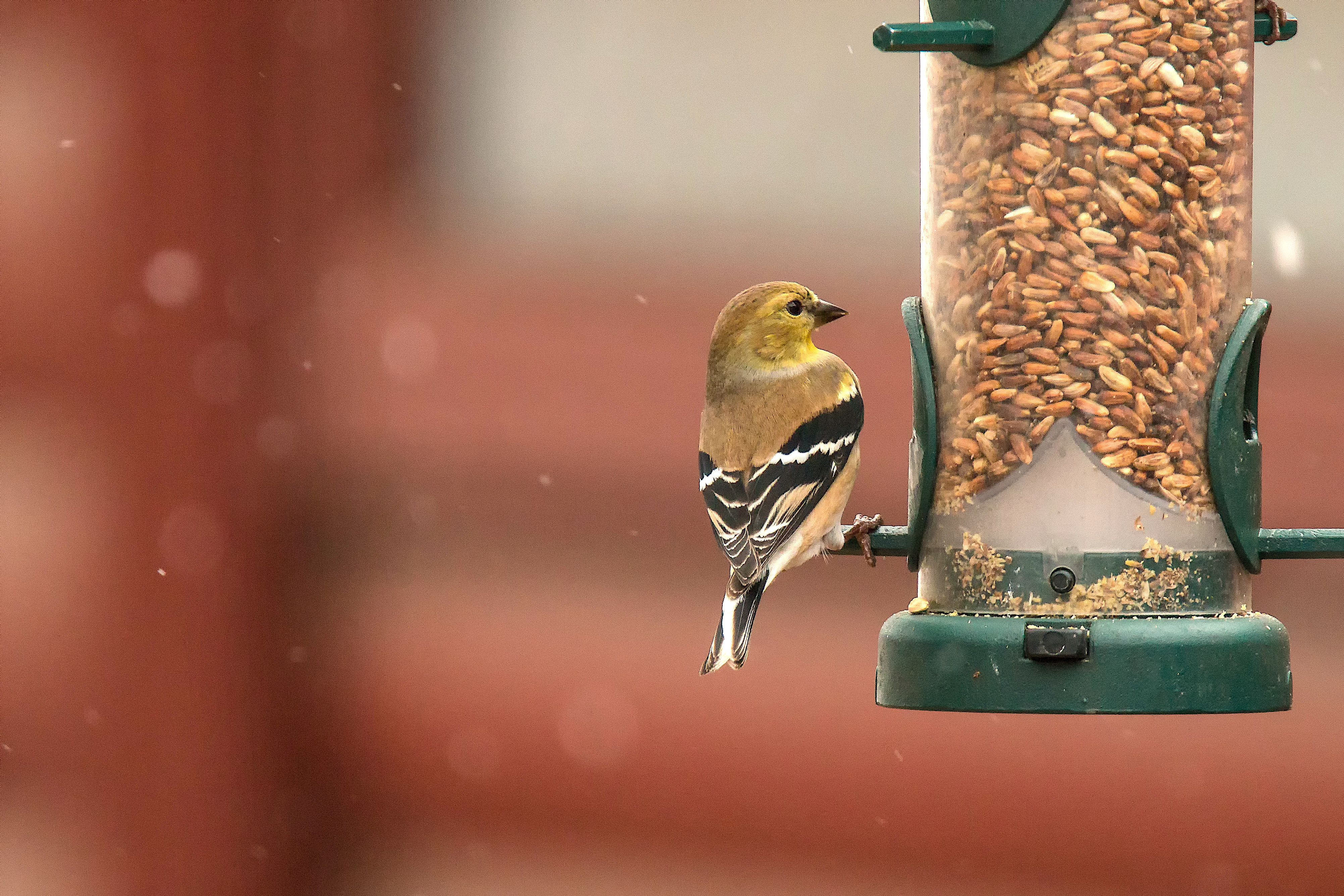 Order the Best Bird Seed