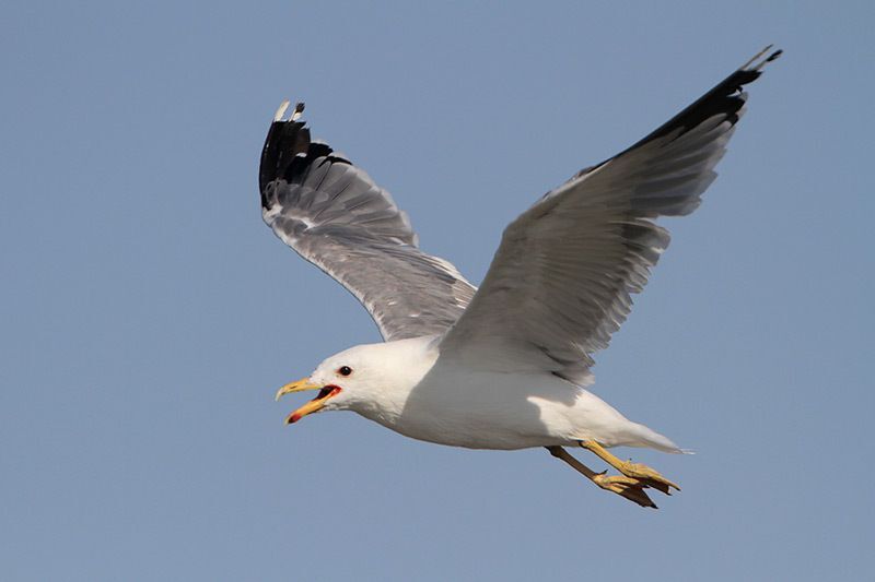 Beak of the Week: California Gull