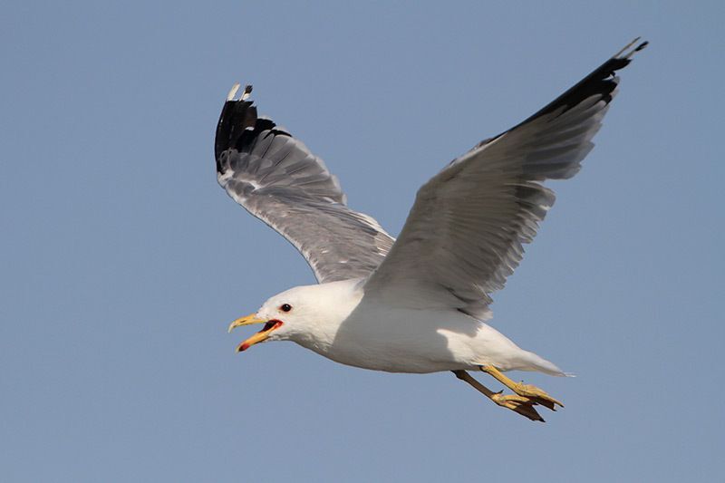 California Gull