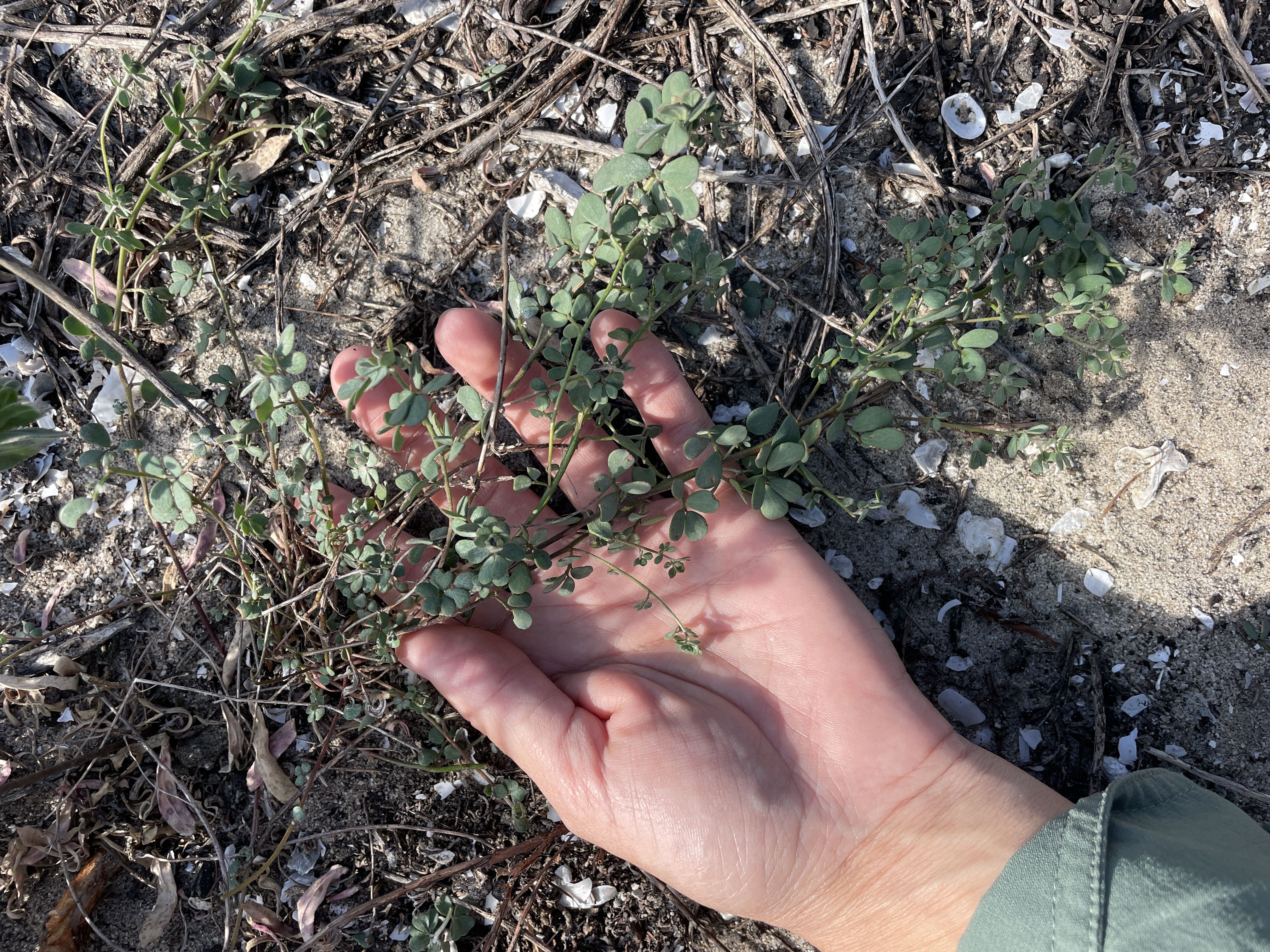 Nuttall's Lotus, Acmispon prostratus