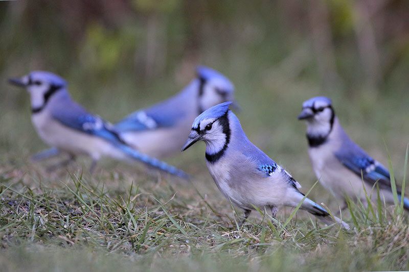 Blue Jay