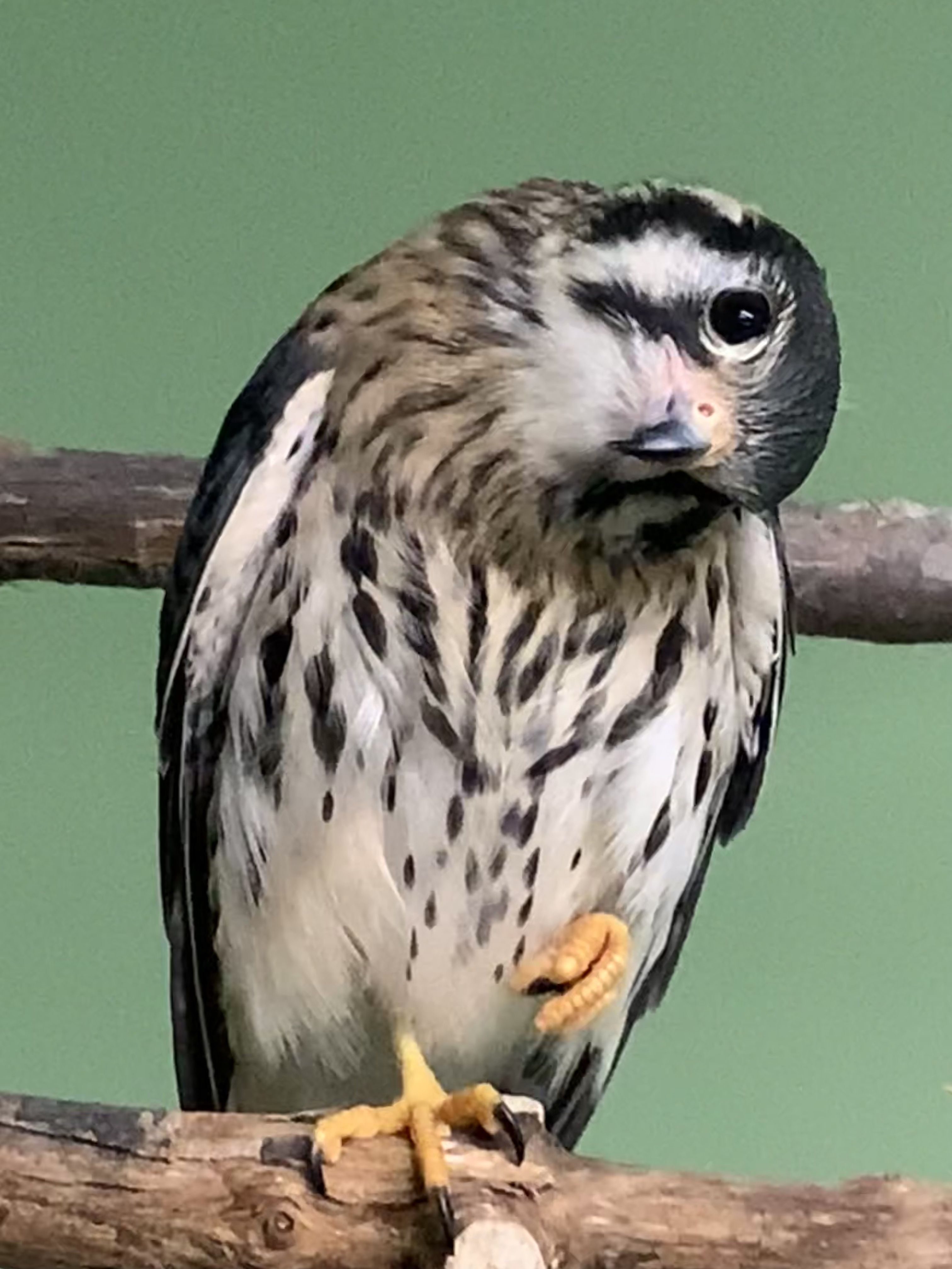 Cute American Kestrel tilting head