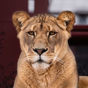Noel : Lions : Meet the Animals : Center for Animal Research and Education