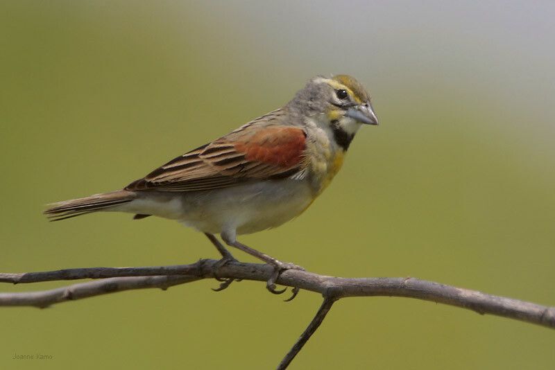 Dickcissel