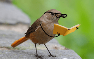 Birdy Story Time