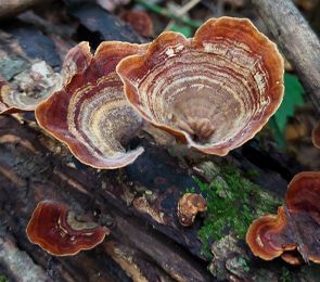 Junior Naturalist Camp