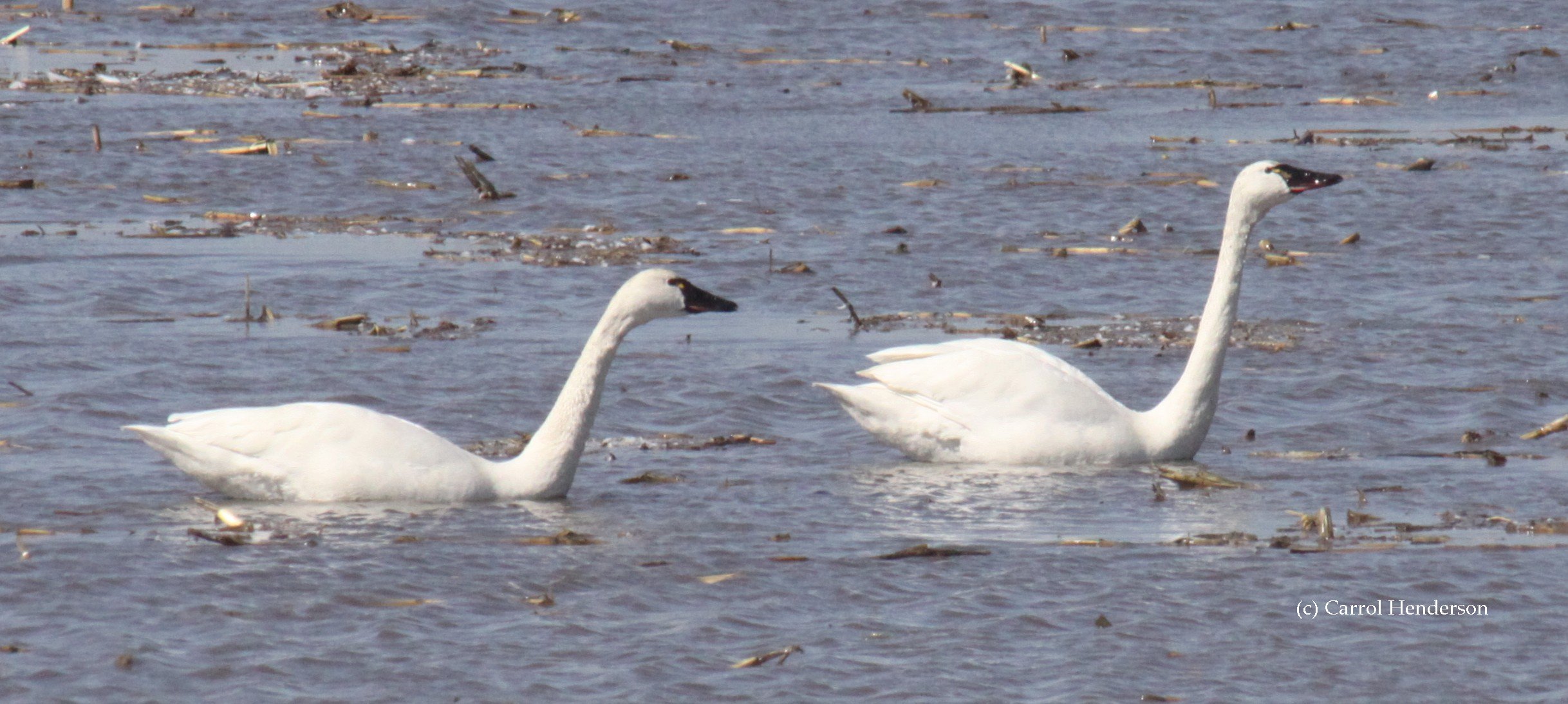 Swan Flight Profiles And Takeoff |Trumpeter Swan Society