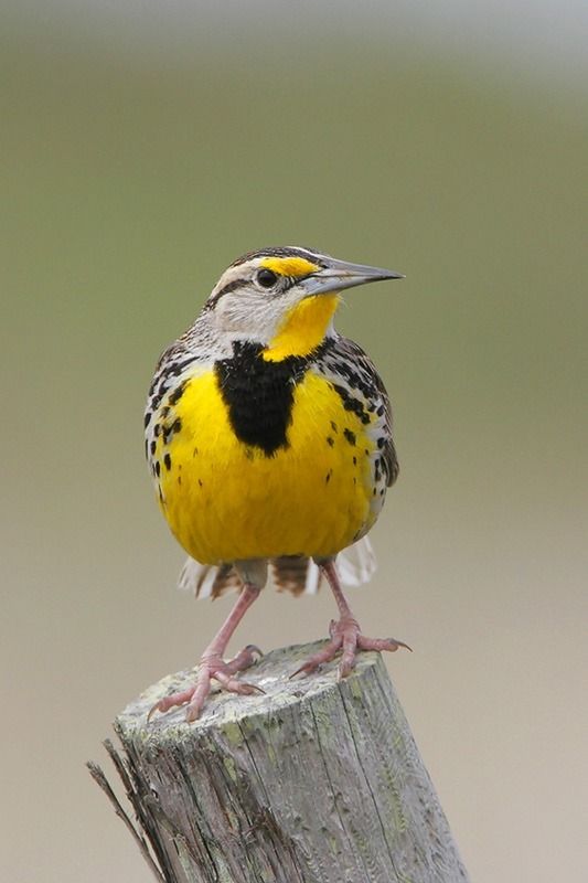 Eastern Meadowlark