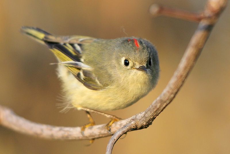 Ruby-crowned Kinglet