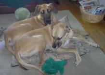 State Rescues