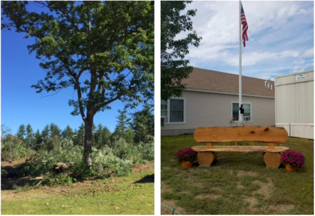We saved our favorite tree!