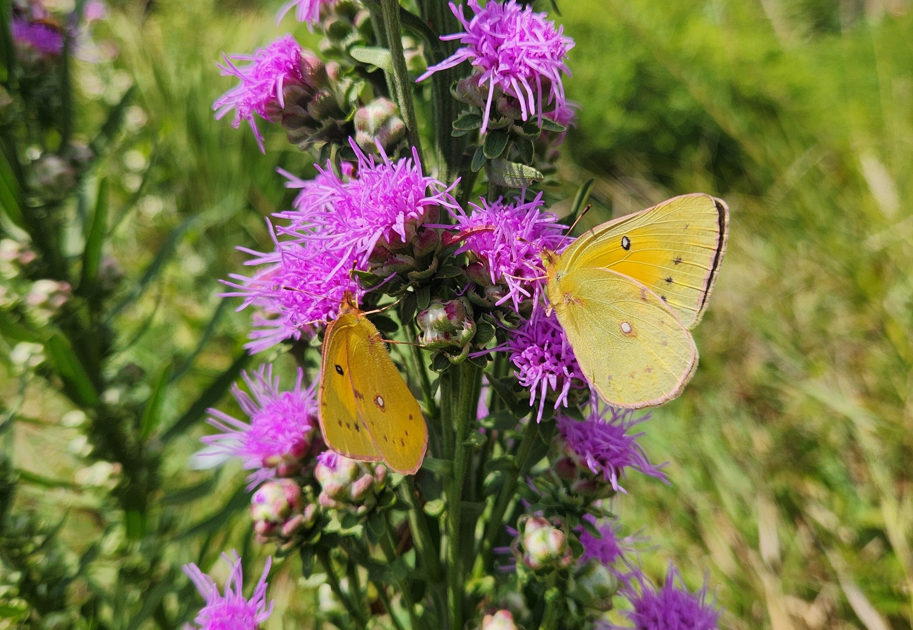 Plants in the Ground