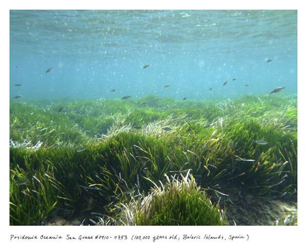 11. Posidonia Oceania Seagrass: 100,000 years old (Balearic Islands, Spain) 
