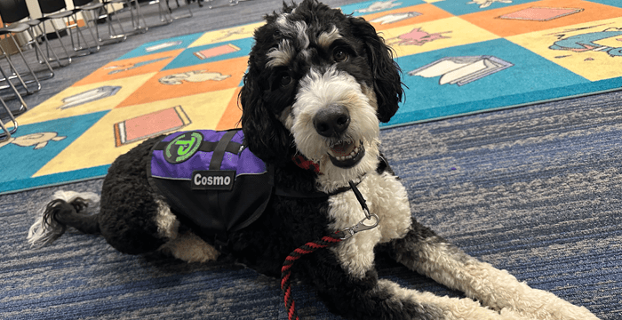 Cosmo lounging in reading room
