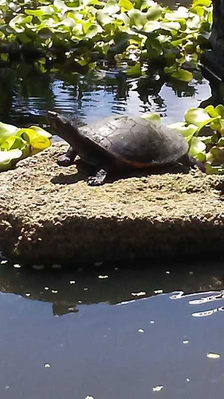 New Turtle Friend