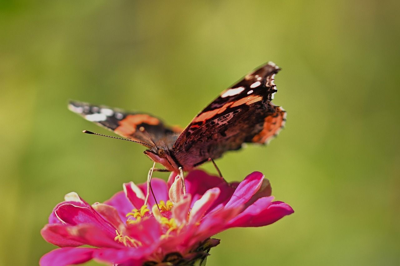 Join Tin Mountain's Butterfly Count