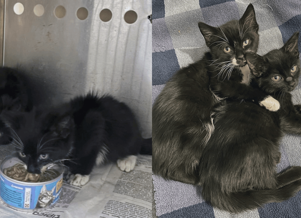 Kittens rescued from sewer in NJ on road to recovery (FOX 5 New York)