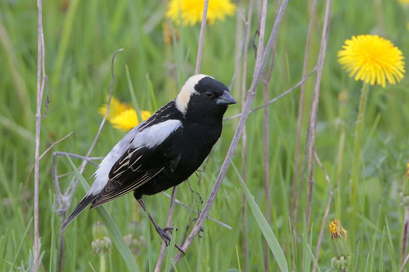 Bobolink (male breeding plumage)