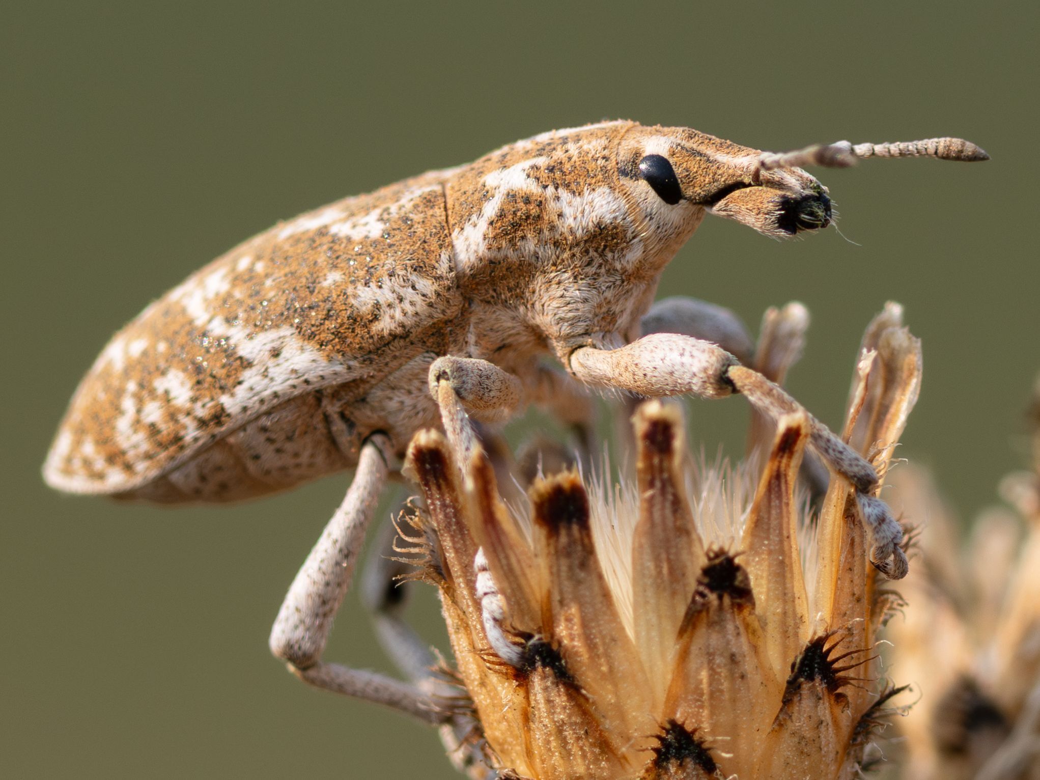 Knapweed Root Weevil