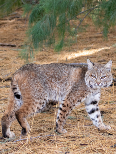 A wild bobcat, just released from SWCC returning to the wild, suspiciously eyeing the camera