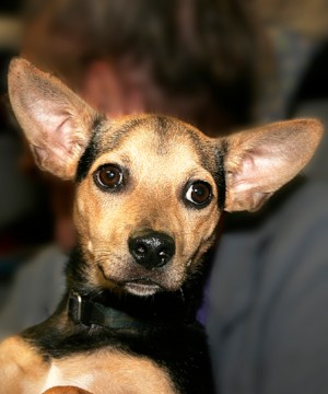 Meet Taz!