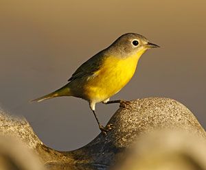 Beak of the Week: Nashville Warbler