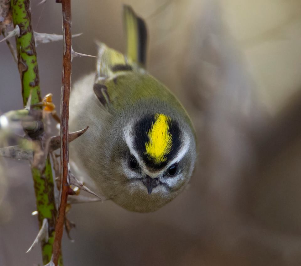 Harney County Migratory Bird Festival