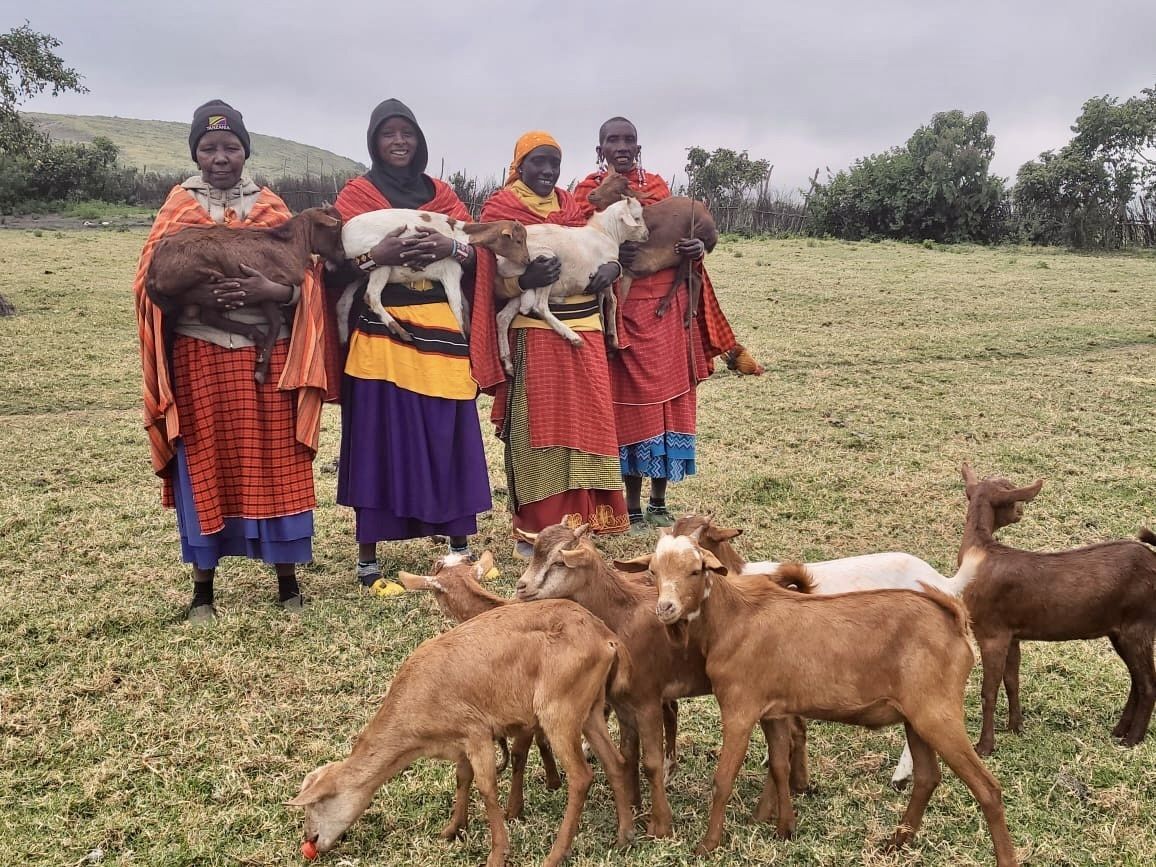 Among the 44 Maasai women participating in HHF's goat and sheep rearing program are 15 who formerly earned income by performing female genital mutilation (FGM).  After participating in community education about the harmful consequences of FGM, these women