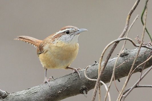 Carolina Wren