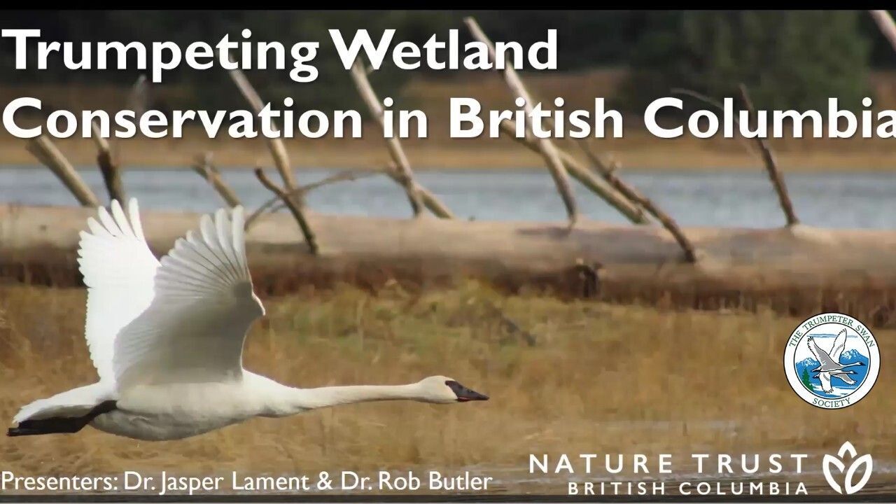 WEBINAR: Trumpeting Wetland Conservation in British Columbia