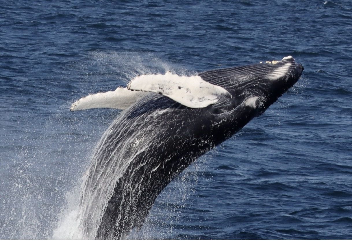 Whale Watch for children with cancer & their families