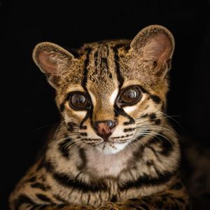 Margay