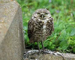 Beak of the Week: Burrowing Owl