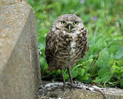 map of western burrowing owls are found where in texas