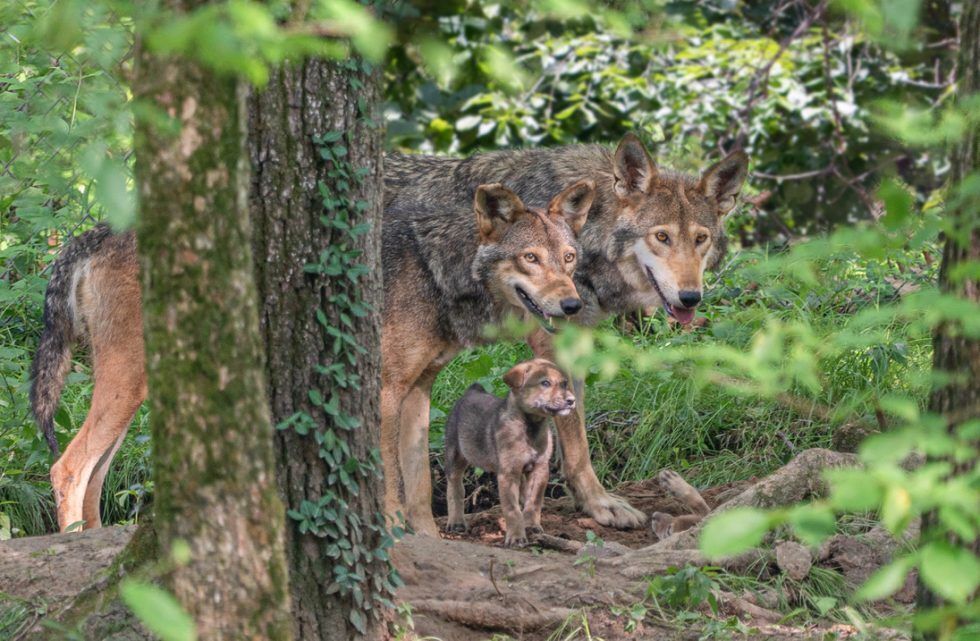 Two adult wolves and a pup in a forest setting, surrounded by green foliage and a tree.