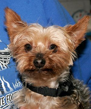 ZIGGIE