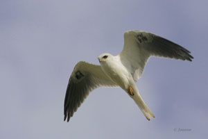 Beak of the Week: White-tailed Kite