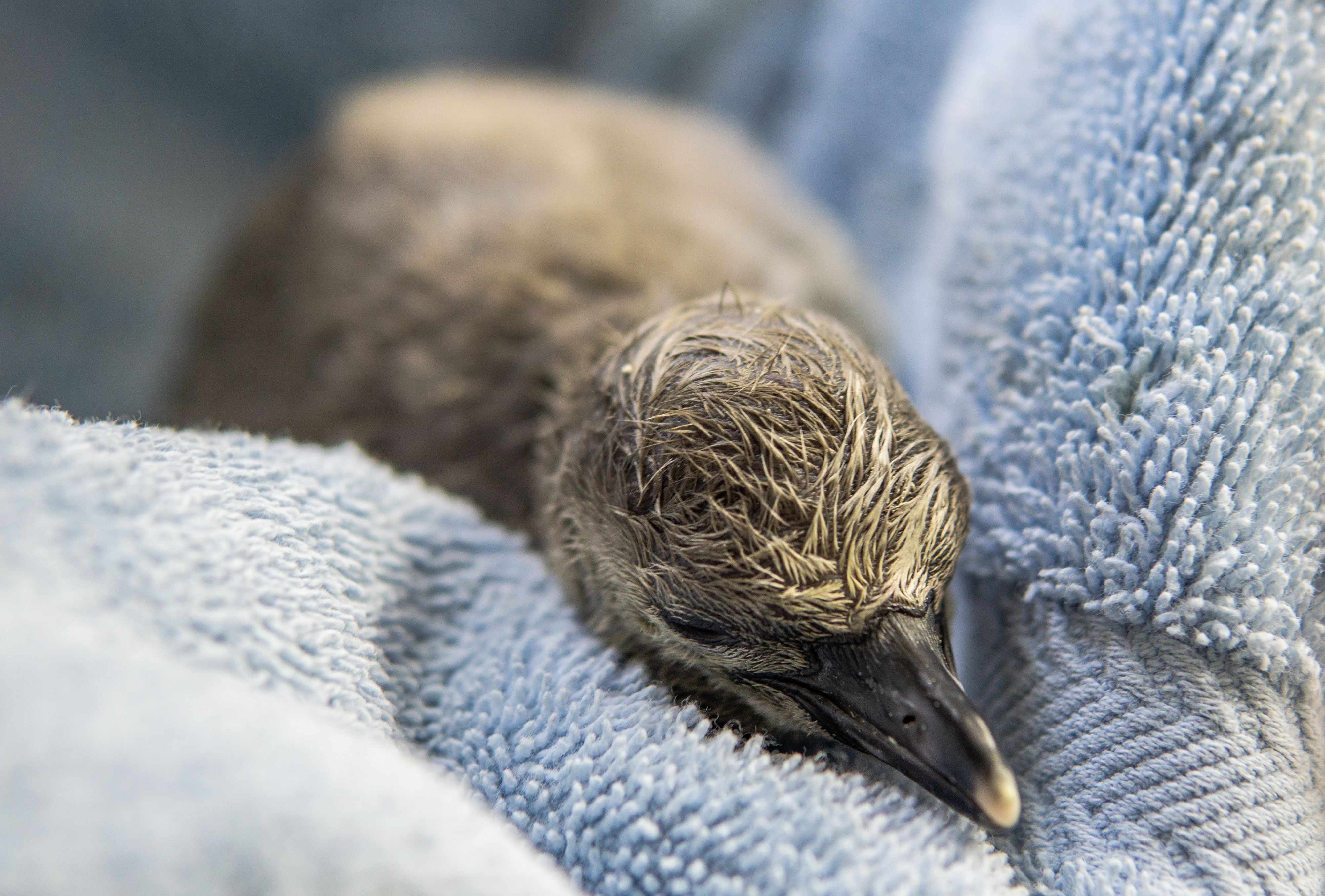 Penguin Chick Naming