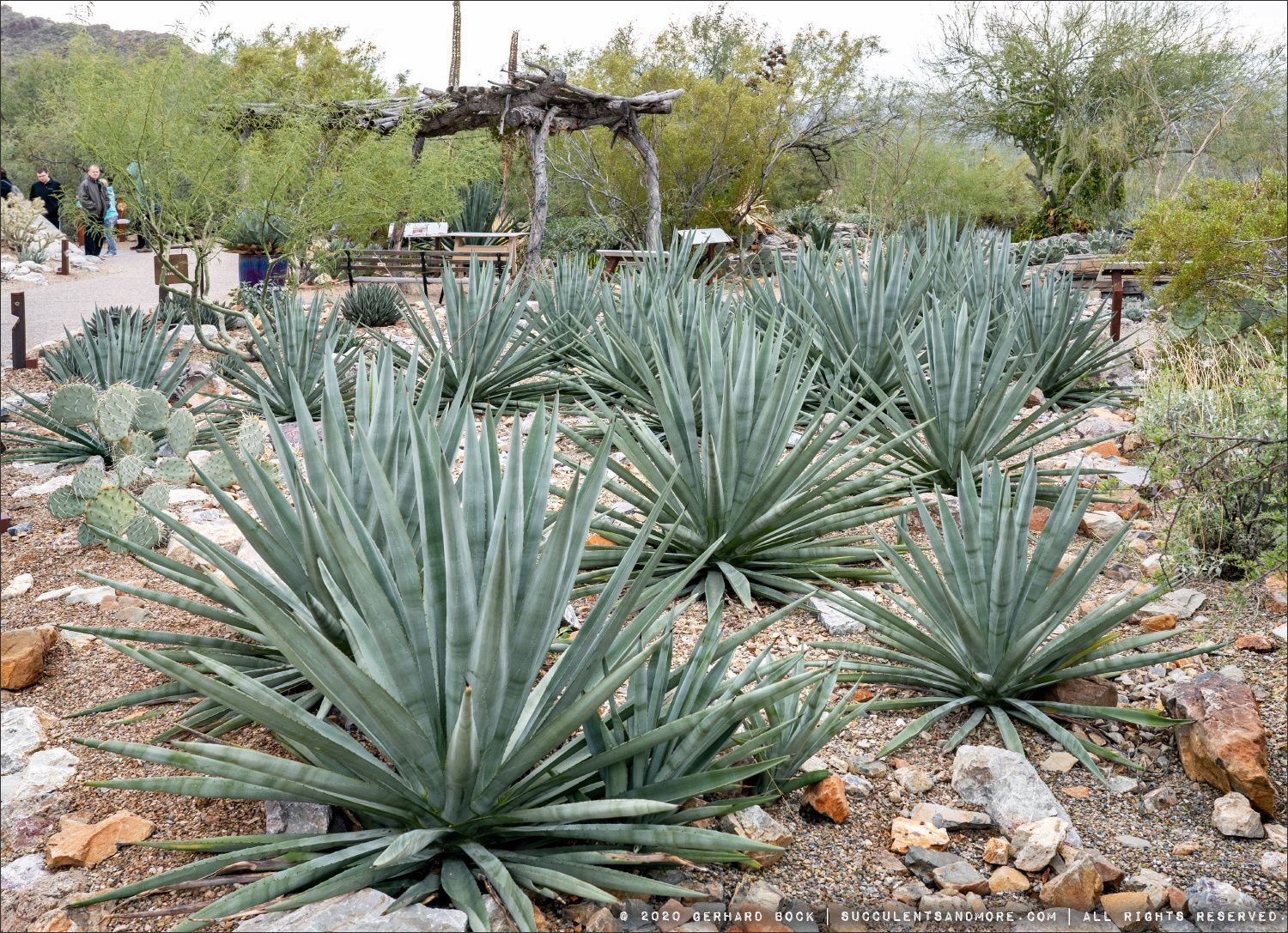 Agave